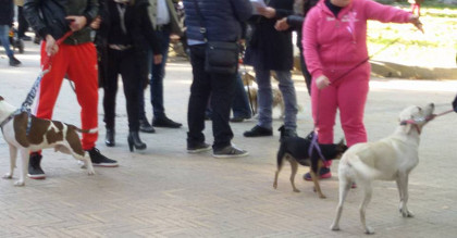 cani al guinzaglio angri
